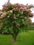 images (1)48